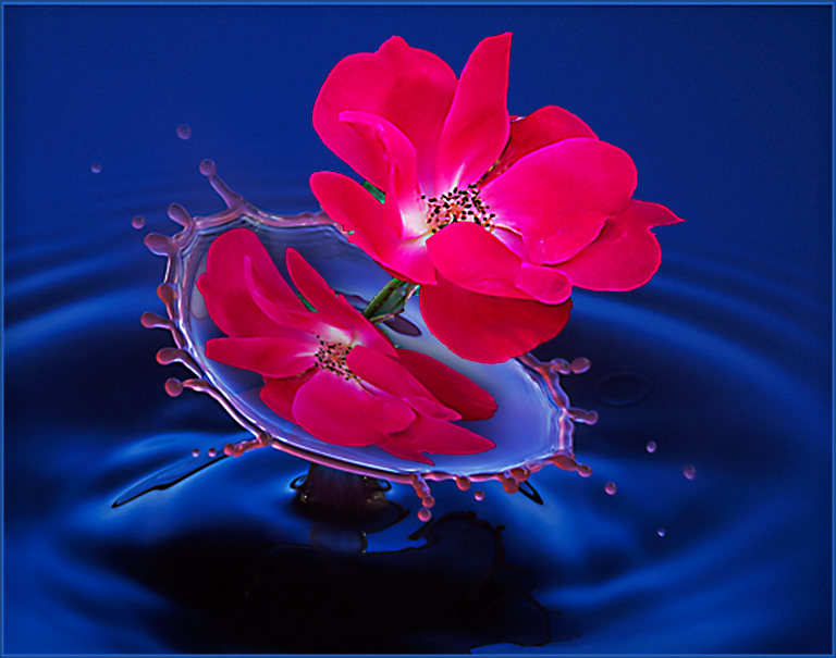Reflected Rose on Splash